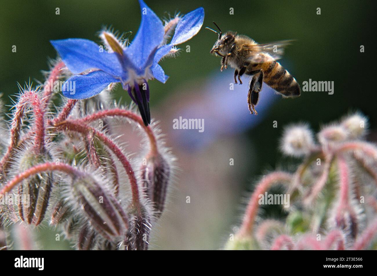 Nahaufnahme des Bienenzugangs zu wunderschöner Bienenbrotblume Stockfoto