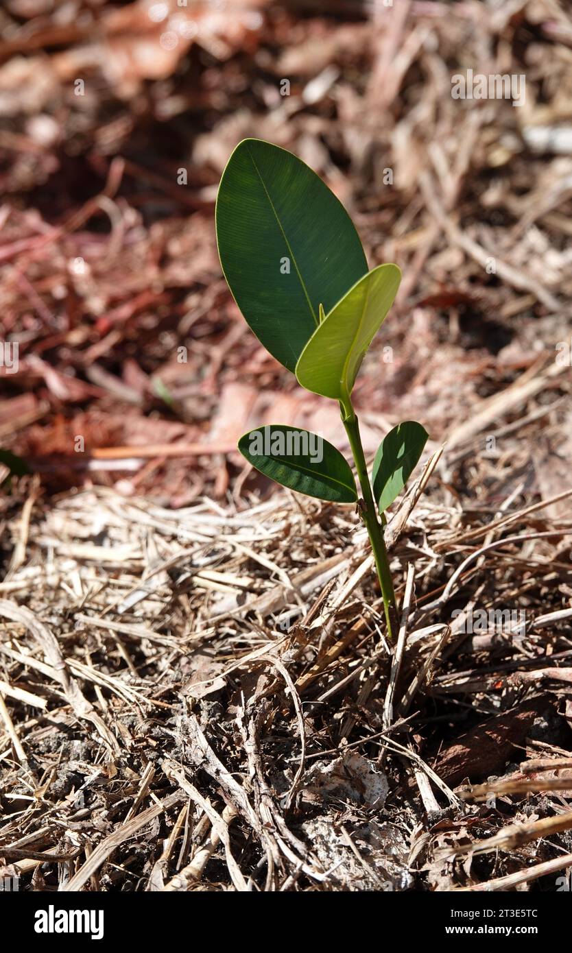 Natürliche Rekrutierung eines jungen Callophyllum inophyllum-Keimlings, der in einem kürzlich wiederbepflanzten Gebiet sprießt. Fotografiert in Wonga, im Norden von Queensland. Stockfoto