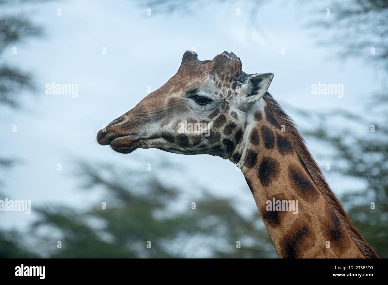 Porträt einer Reifen Bullengiraffe mit gebrochenen Ossiconen im Lake Nakuru National Park, Kenia Stockfoto