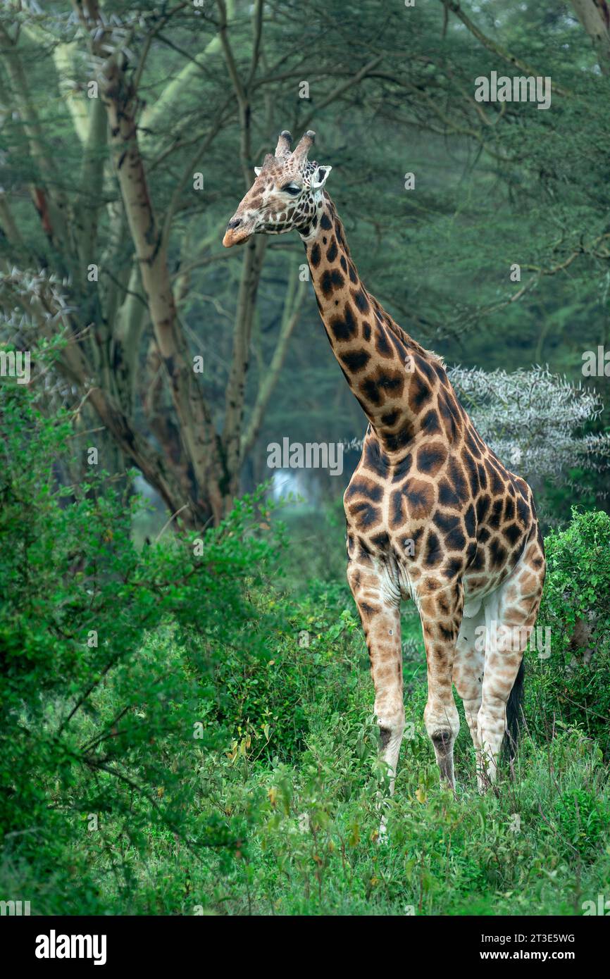 Vertikales Porträt einer Rothschild-Giraffe mit einem nebeligen Akazienwald im Hintergrund Stockfoto