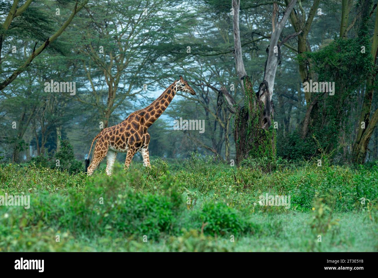 Niedrigwinkelbild von Rothschilds Giraffe, die durch einen Akazienwald geht Stockfoto