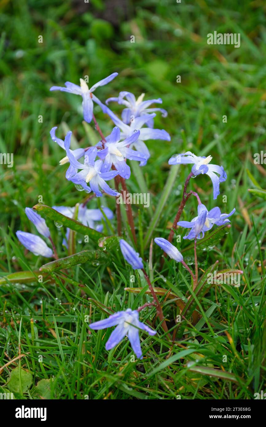 Scilla forbesii, Forbes Schneelage, sternförmige Blüten, die im Frühjahr auf einem Rasen wachsen Stockfoto
