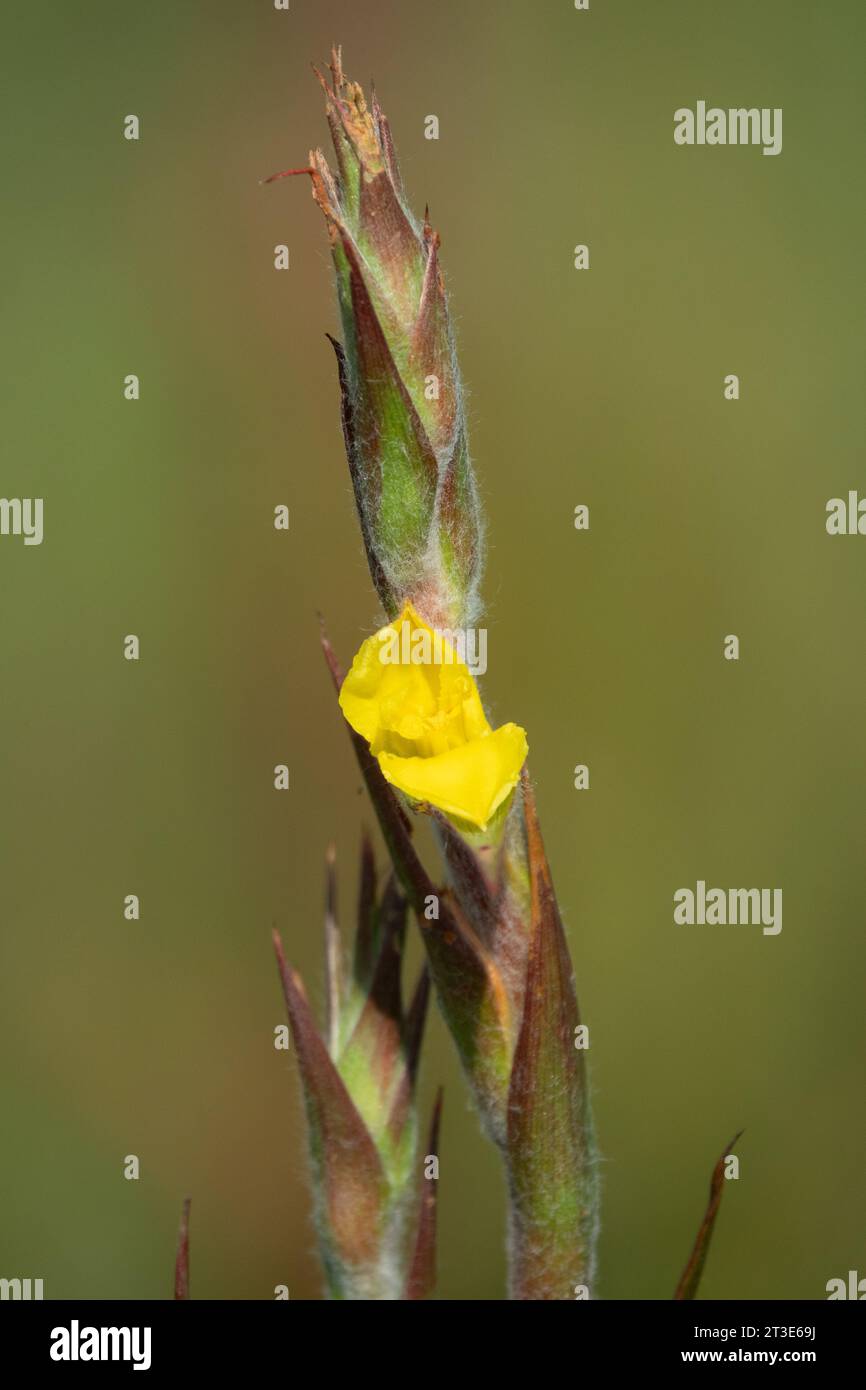 Wollfrogmouth (Philydrum lanuginosum) Blütenspitze. Stockfoto