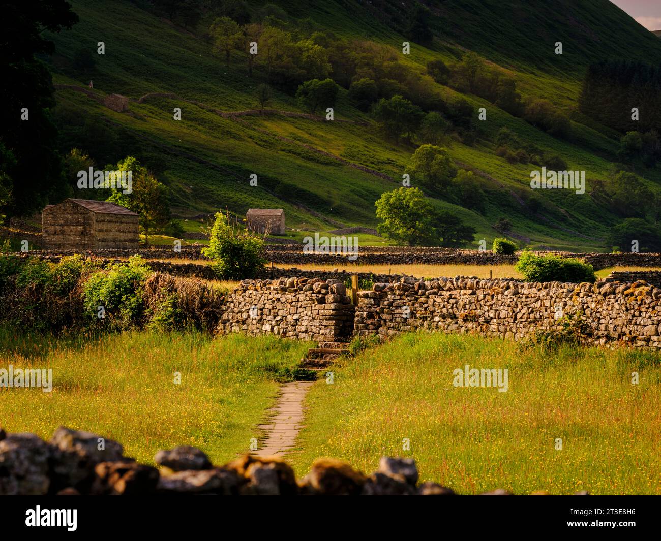 Muker Wiese, mit ihren Heuscheunen und Trockenmauern, die das Wahrzeichen dieser berühmten blumenreichen Heuwiesen in Swaledale, Großbritannien Stockfoto