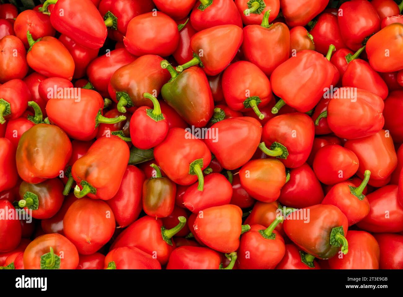 Frischer süßer roter Pfeffer – Stockfoto Stockfoto