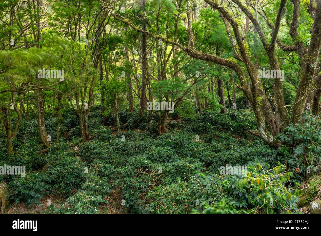Eine Bio-Kaffeefarm in den Bergen von Panama, Boquete, Chiriqui Highlands – Stockfoto Stockfoto
