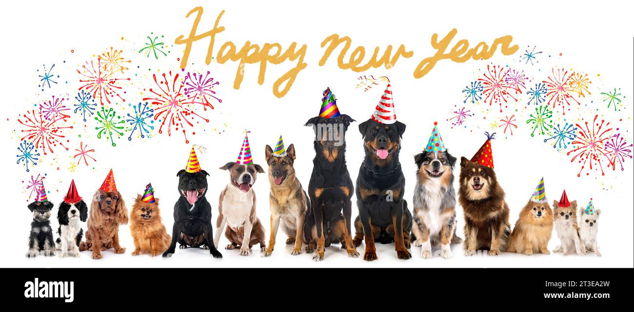 Gruppe von Hunden vor dem neuen Jahr mit weißem Hintergrund Stockfoto