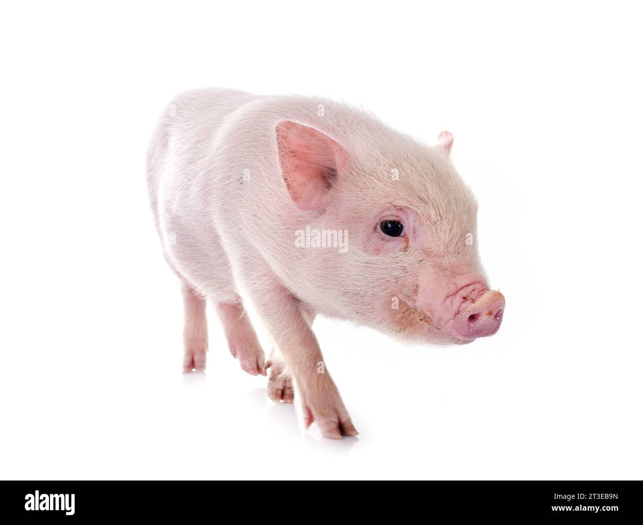 Rosafarbenes Miniaturschwein vor weißem Hintergrund Stockfoto