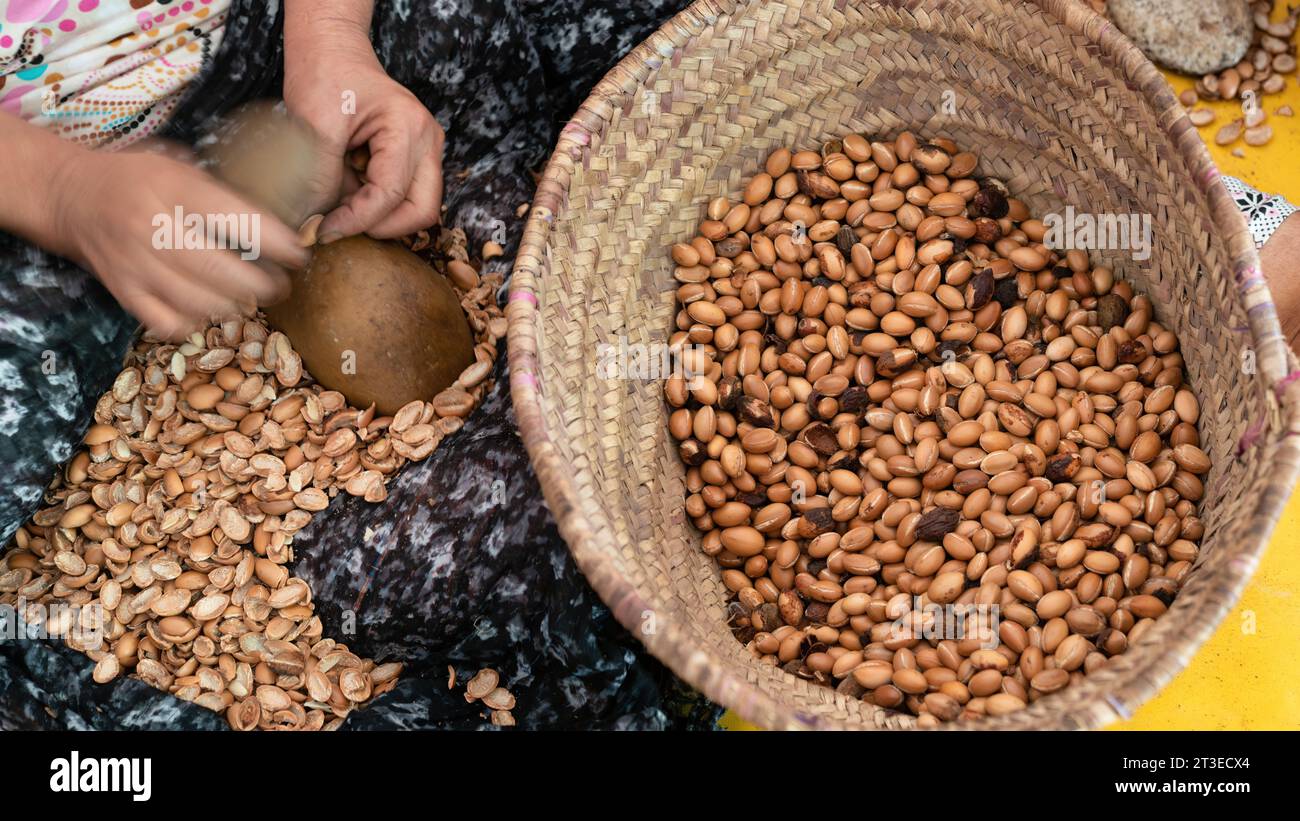 Frau, die in einer Genossenschaft Arganfrüchte herstellt, mit kleinen Steinen die Früchte aufbrechen, um die Argannuss zu finden und die Kerne zu extrahieren. Stockfoto