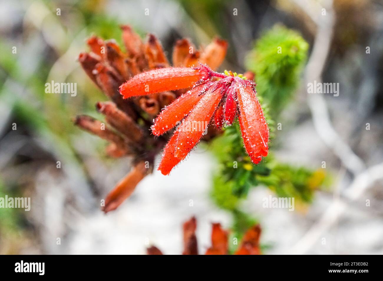 Erica cerinthoides kleine rote Wildblume, die in Südafrika aus nächster Nähe oder Makro in Westkap beheimatet ist Stockfoto