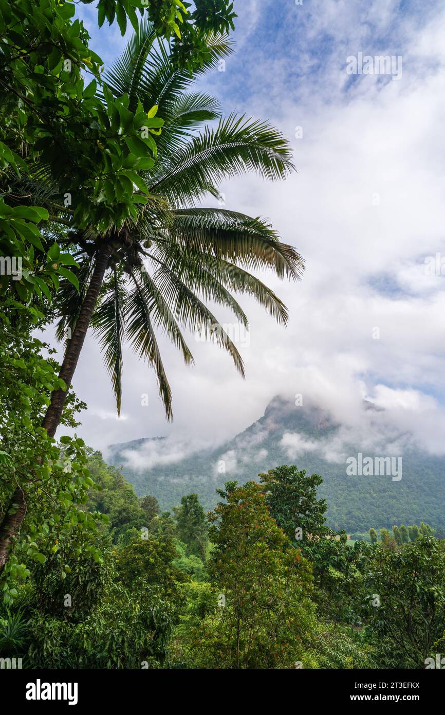 Malerische vertikale ländliche Landschaft mit Bergen in Wolken und Kokospalmen in der Nähe von Chiang Dao, Chiang Mai, Thailand Stockfoto