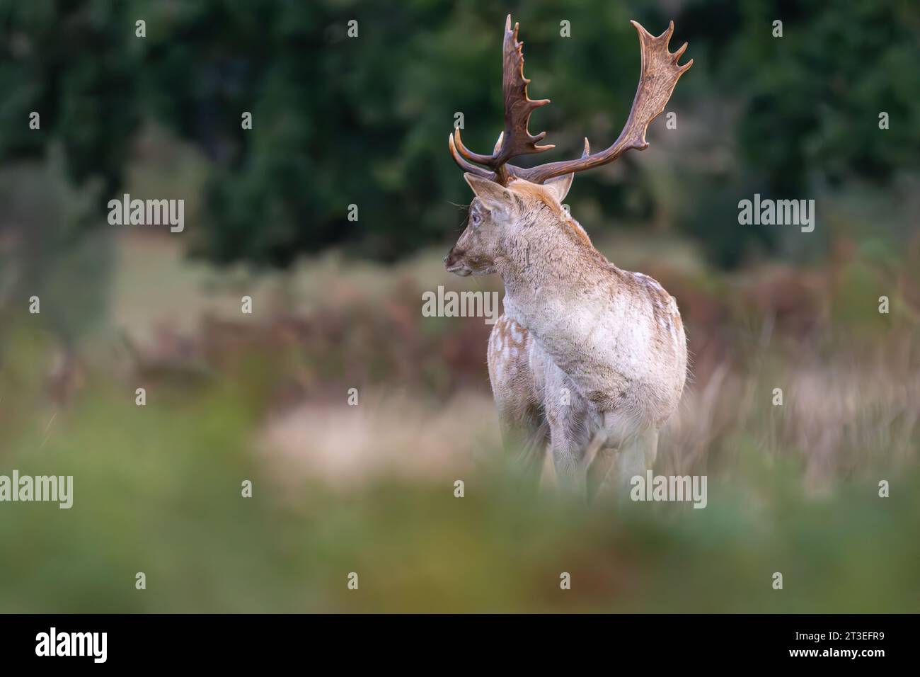 Damhirsch während der Brunstsaison im Richmond Park Stockfoto