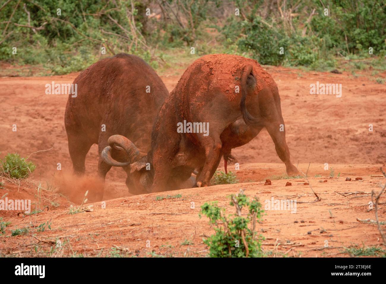 Zwei männliche Büffel, bedeckt mit rotem Schlamm, kämpfen in der Wildnis im Tsavo East National Park, Kenia Stockfoto