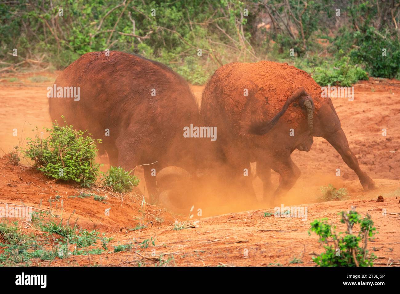 Zwei männliche Büffel, bedeckt mit rotem Schlamm, kämpfen in der Wildnis im Tsavo East National Park, Kenia Stockfoto