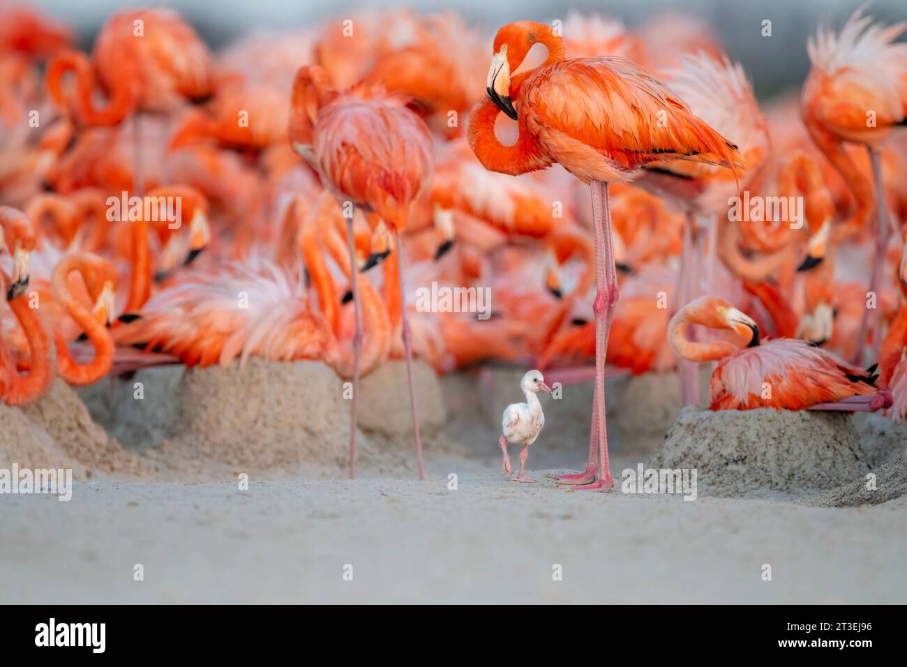 Baby-Flamingo unter den Erwachsenen MEXIKO kann man sehen, wie Ein LIEBENSWERTES karibisches Flamingochicklet versucht, die Erwachsenen in diesen bezaubernden Bildern zu imitieren. Stockfoto