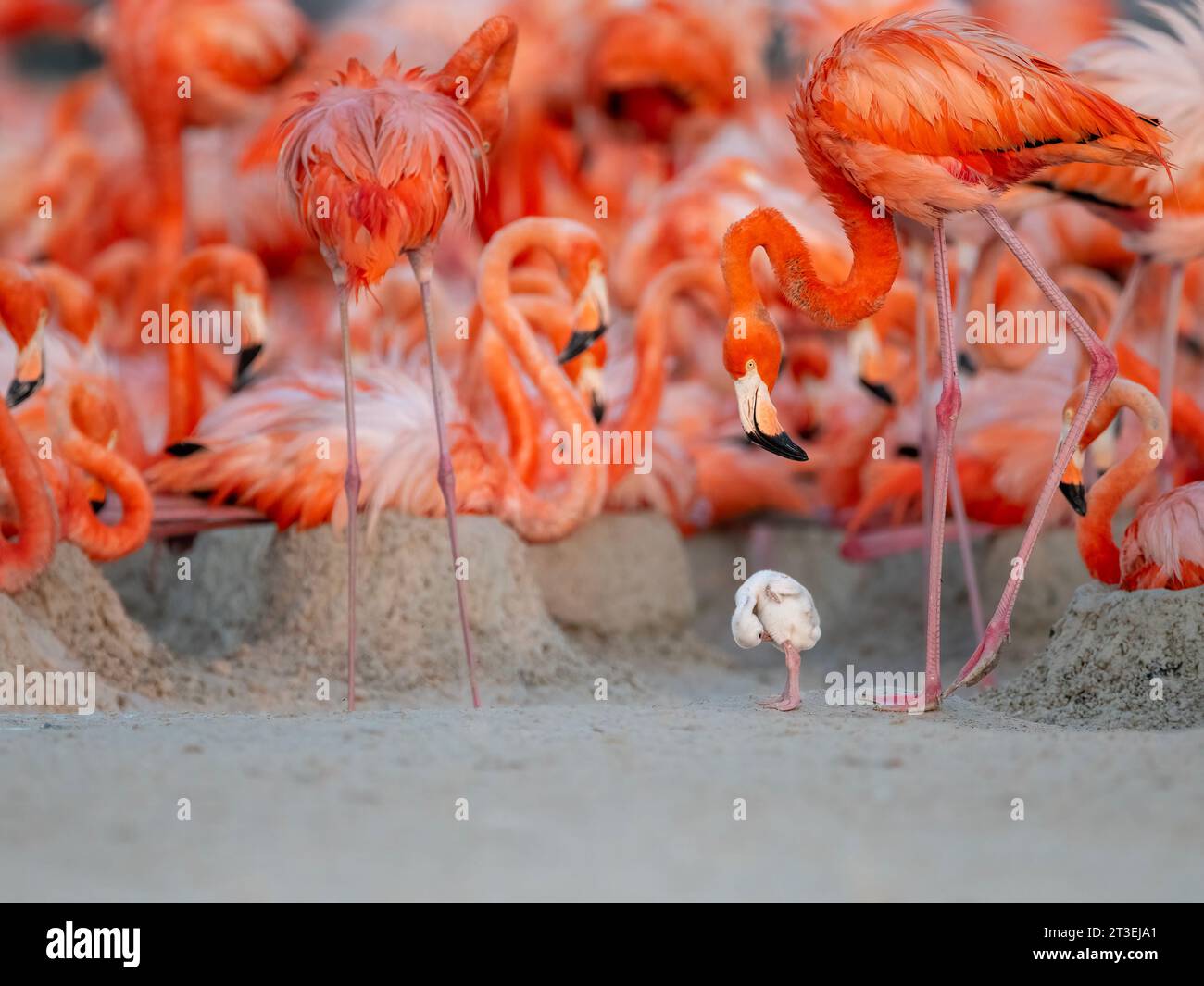 Baby-Flamingo unter den Erwachsenen MEXIKO kann man sehen, wie Ein LIEBENSWERTES karibisches Flamingochicklet versucht, die Erwachsenen in diesen bezaubernden Bildern zu imitieren. Stockfoto