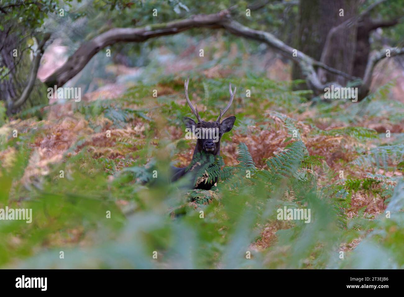 Sika Deer (Hirsch) - Cervus Nippon Stockfoto
