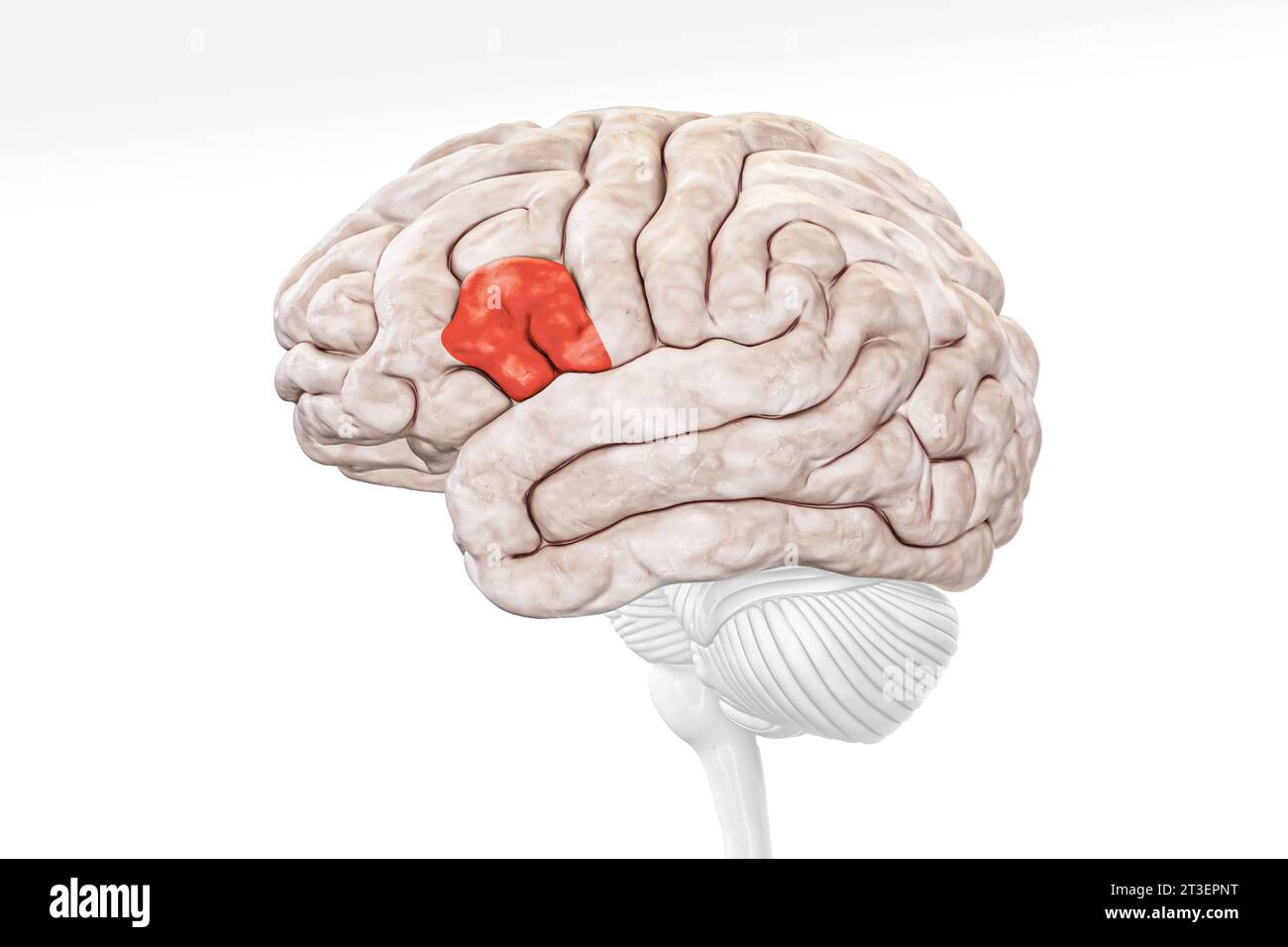Broca-Bereich in roter Profilansicht isoliert auf weißem Hintergrund 3D-Rendering-Illustration. Menschliche Gehirnanatomie, Neurologie, Neurowissenschaft, Medizin und Stockfoto