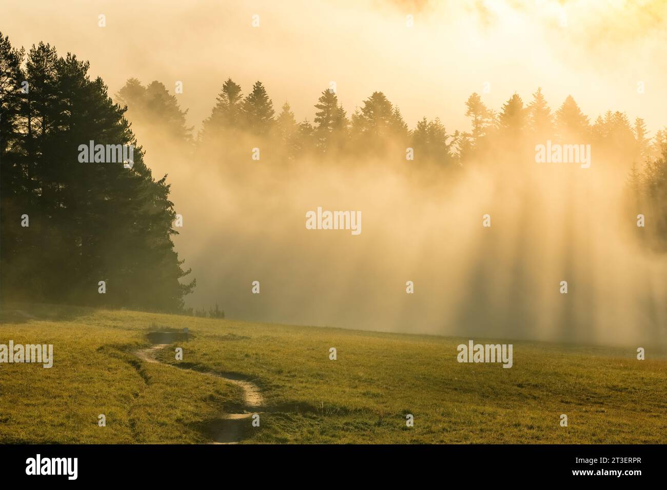 Morgennebel in einem wunderschönen Herbstwald. Stockfoto