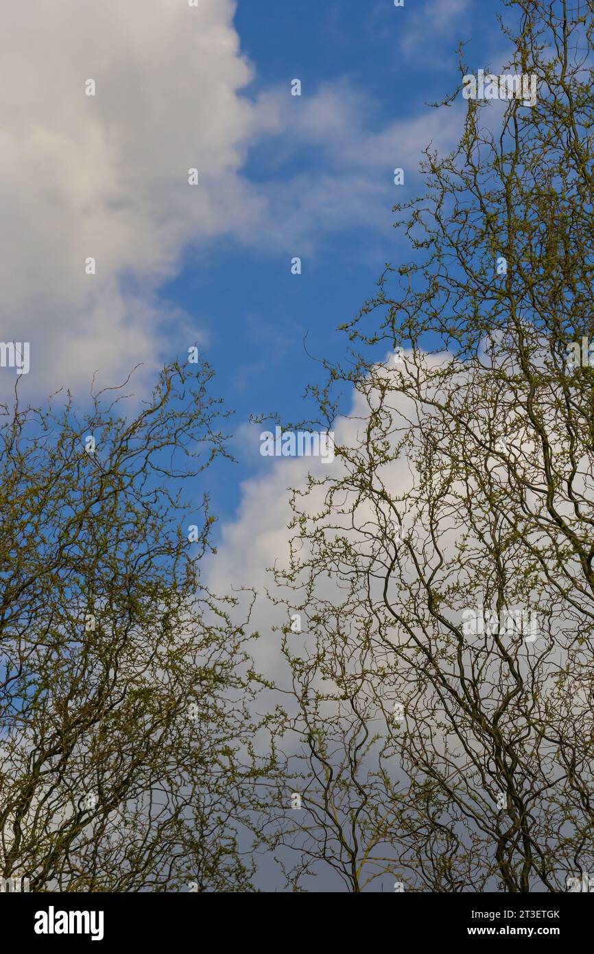 Drachen kratzen Weidenzweige mit neuen Blättern und Blumen am blauen Himmel - lateinischer Name - Salix matsudana Tortuosa. Stockfoto