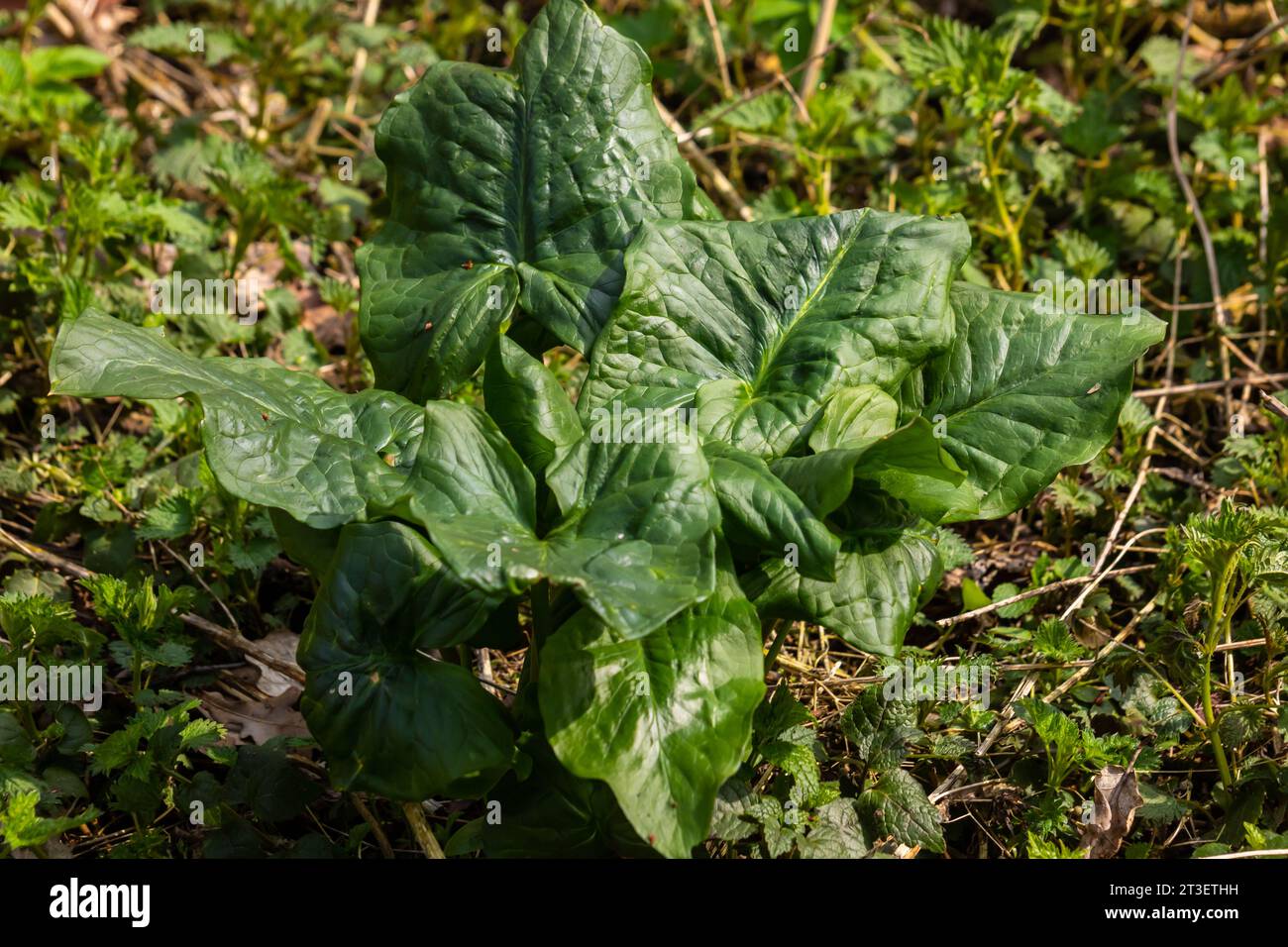 Kuckuckoopint oder Arum maculatum-pfeilförmiges Blatt, Waldgiftpflanze in der Familie Araceae. Pfeilförmige Blätter. Andere Namen sind Nakeshead, Adders ro Stockfoto