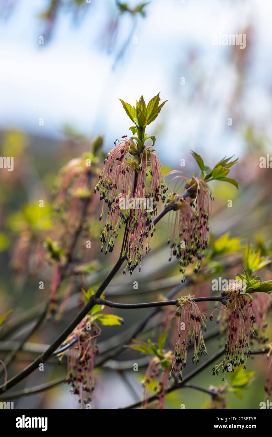 Ahornholz aus Eschenholz vernachlässigt die Blüten von Acer im Frühling, an sonnigen Tagen und in der natürlichen Umgebung, verschwommener Hintergrund. Stockfoto