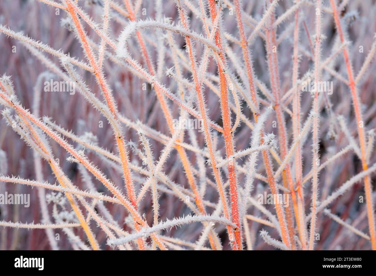Cornus sanguinea Mitwinterfeuer, Hartholz Mitwinterfeuer, frostbedeckte orange-rote Stiele im Winter Stockfoto
