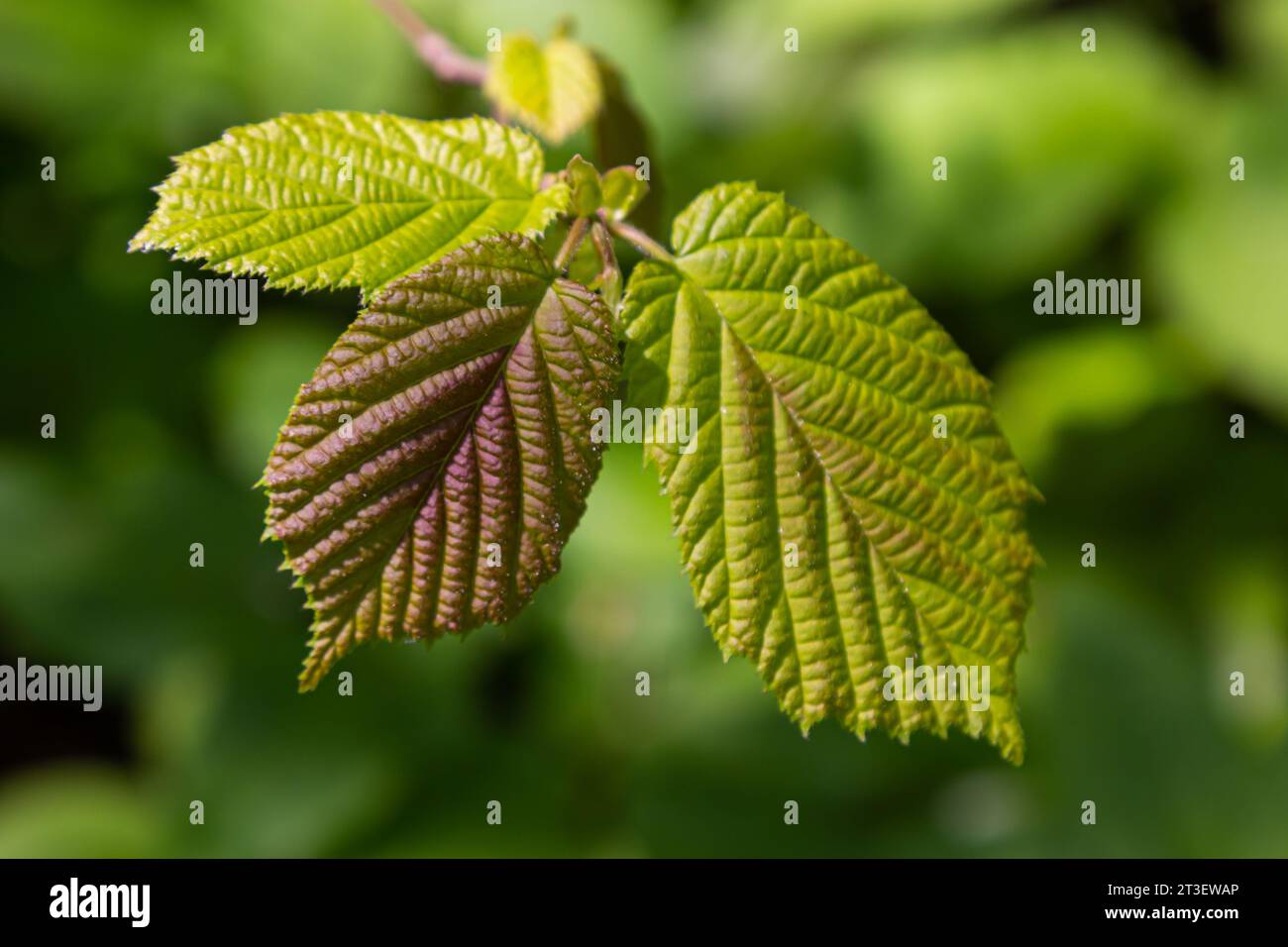 Frische grüne Hazel-Blätter im Frühling nahe am Ast des Baumes mit durchsichtigen Strukturen vor verschwommenem Hintergrund. Natürlicher Hintergrund. Stockfoto
