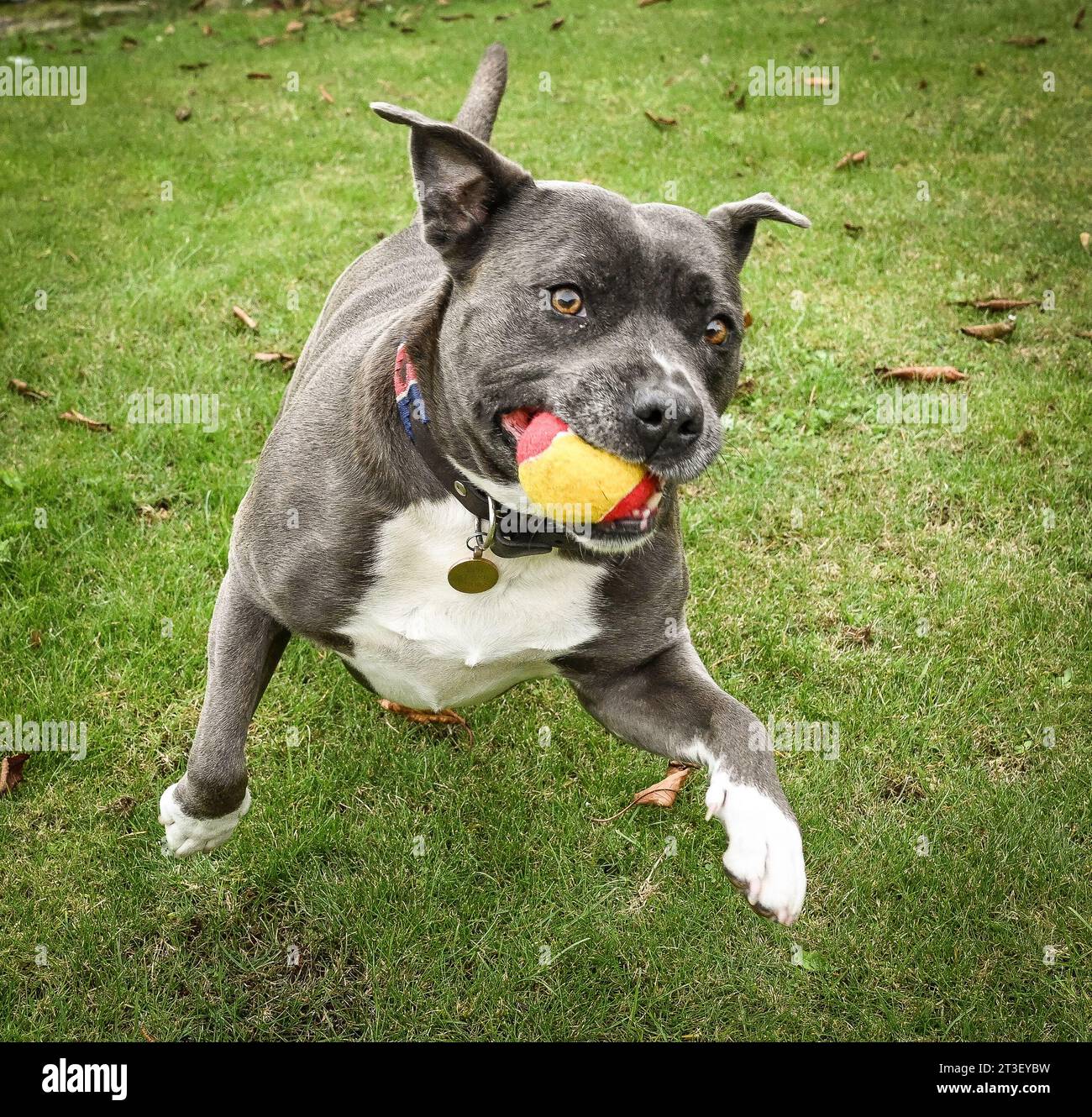 Ein Hund fängt einen Ball Stockfoto