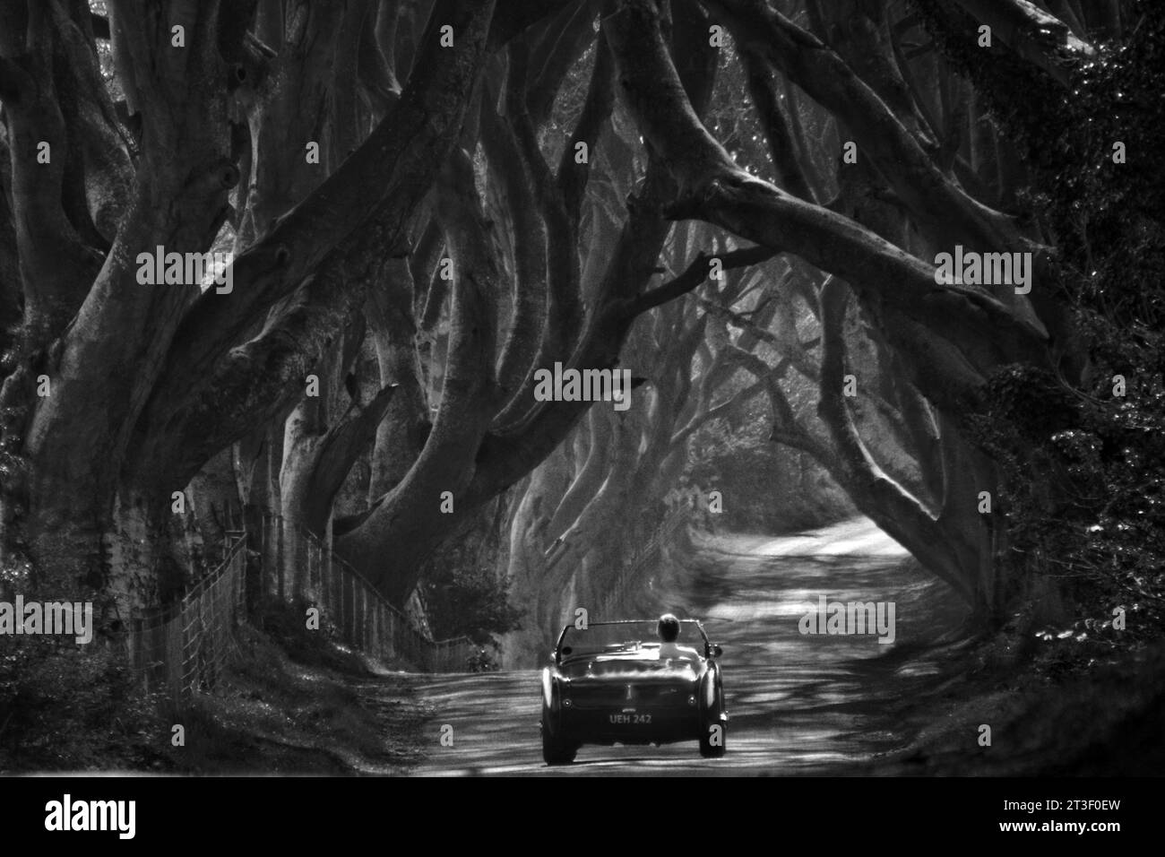 Austin Healey 100/4 Fahrt durch die „Dark Hedges“ Bregagh Rd Armoy Northern Ireland für „Game of Thrones“ Stockfoto