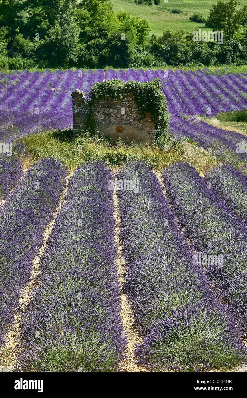 Lavendelfelder in der Haute-Provence, Frankreich. Stockfoto