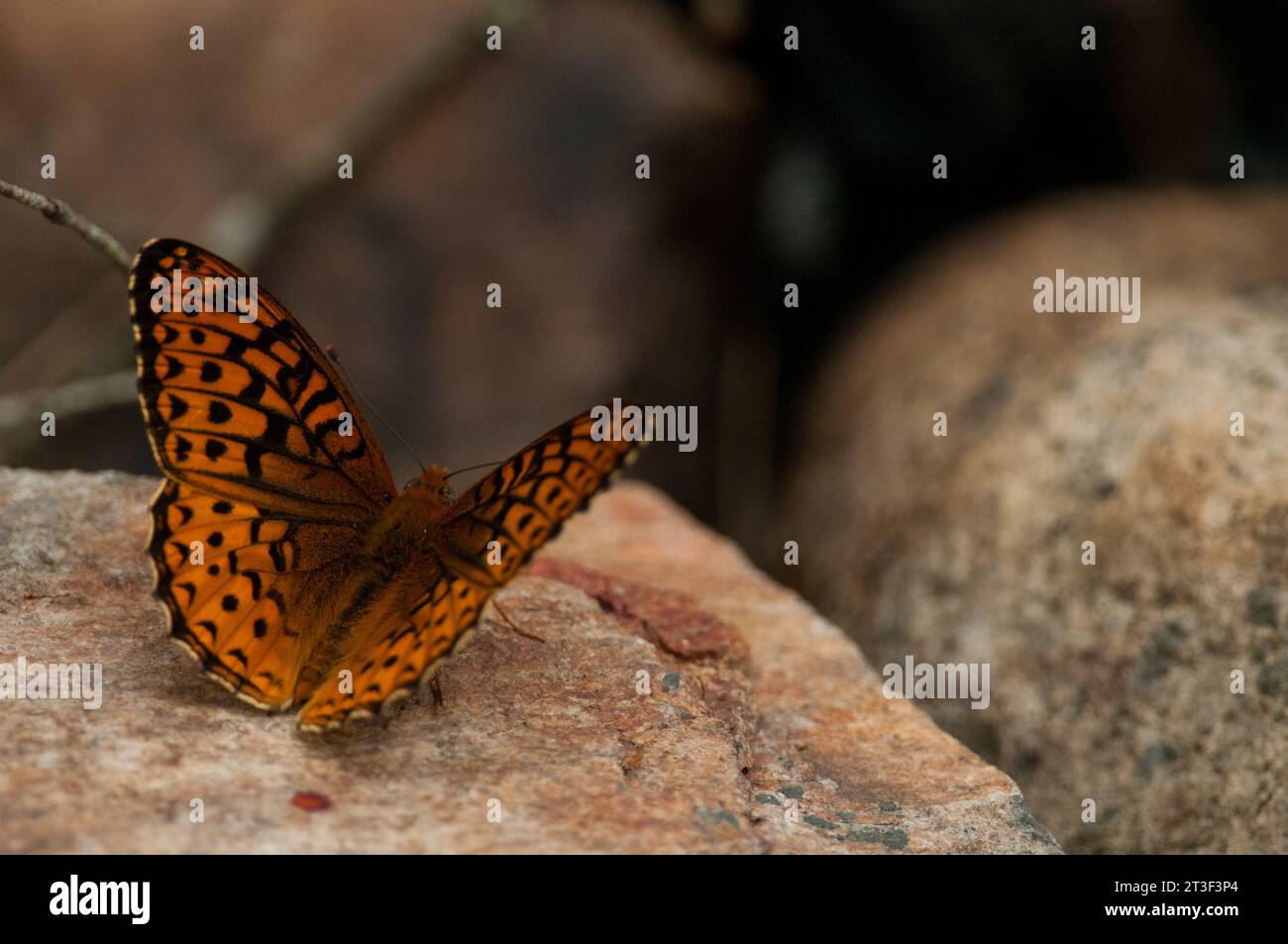 Großer Spangled Fritillary Butterfly auf einem Felsen in den Adirondacks Stockfoto