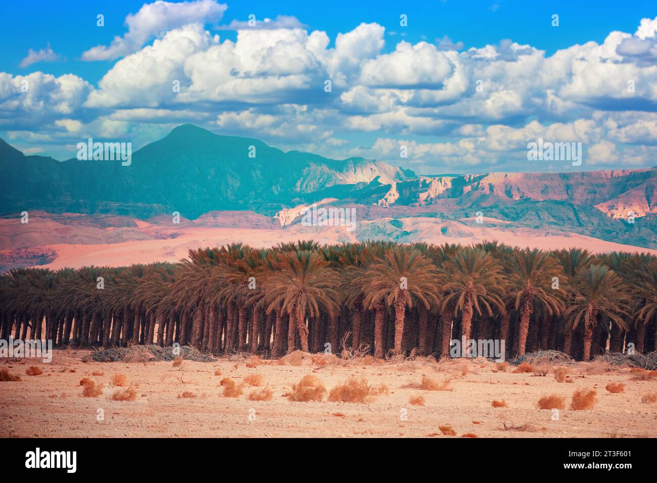 Eine Oase in der Wüste. Palmenbäume hainen bei Sonnenuntergang in der Wüste. Plantage von Palmen auf einem Hintergrund von Bergen. Blick auf Jordanien Stockfoto