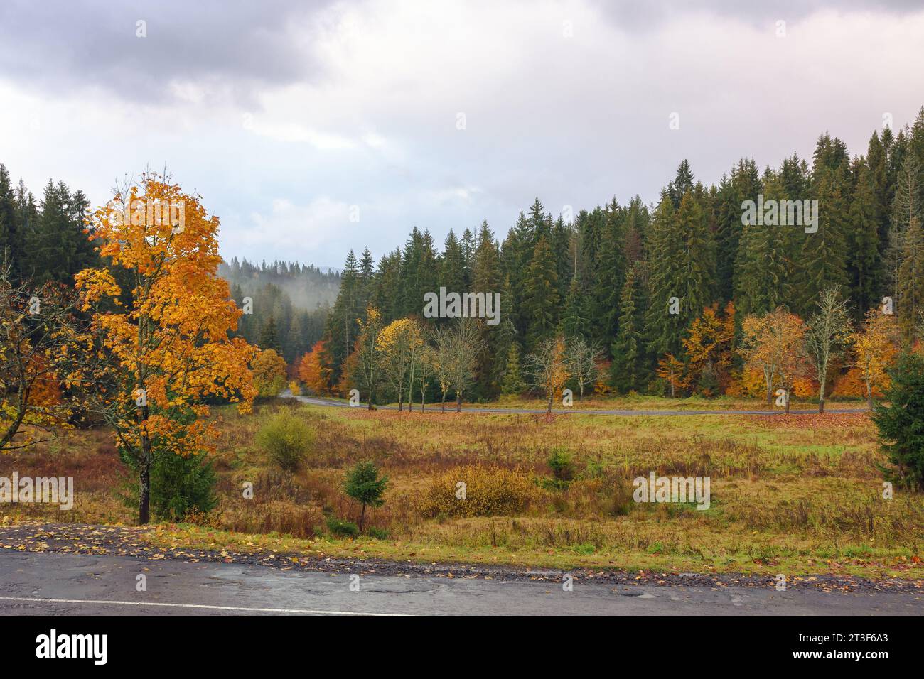 Die Straße führt im Herbst durch ein bewaldetes Tal. Regnerisches Wetter mit bewölktem Himmel Stockfoto