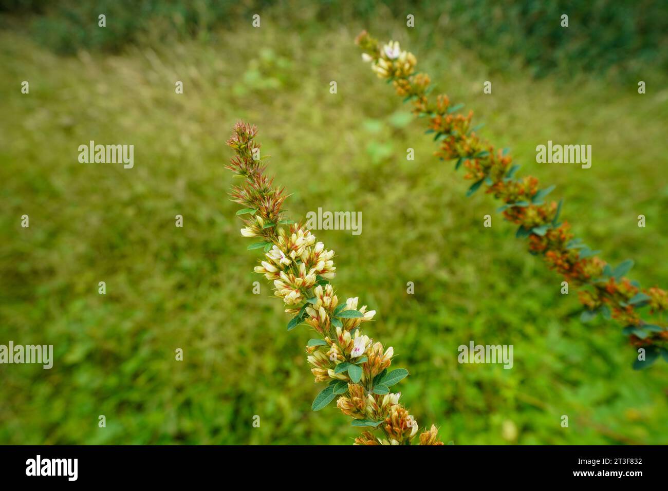 Heilpflanze Lespedeza in der Wildnis Stockfoto