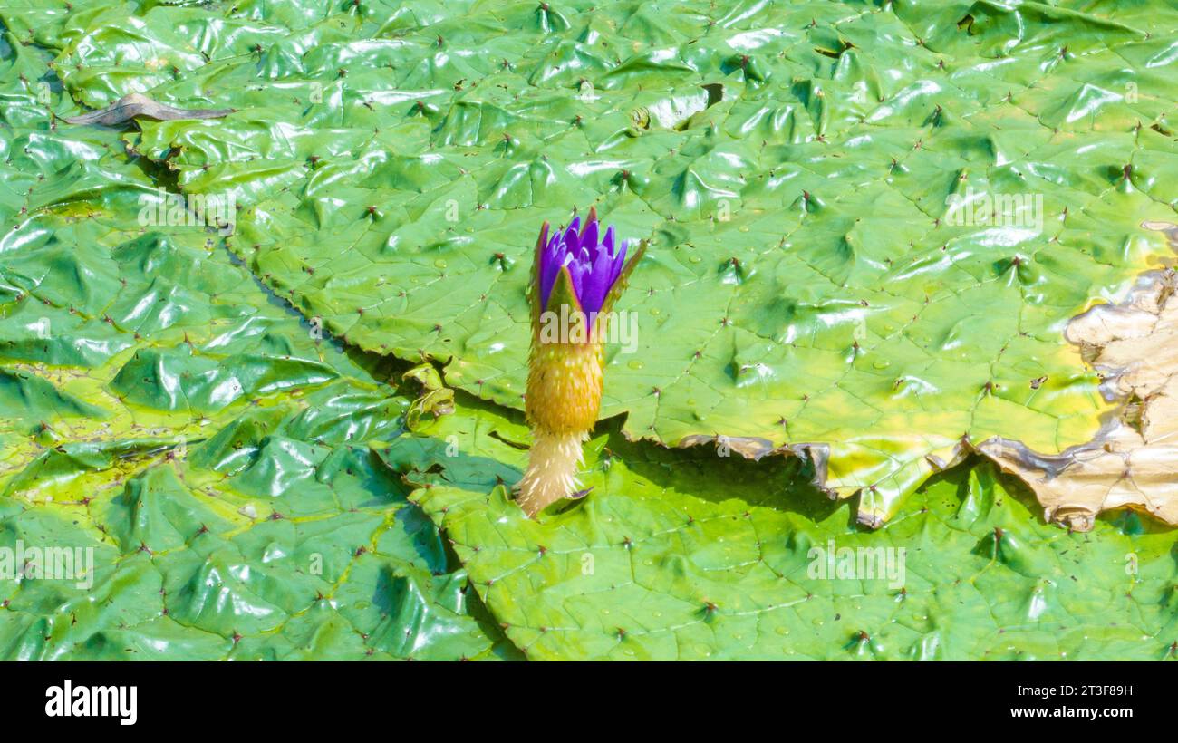 Gorgon euryale schwimmt auf dem Teich Stockfoto