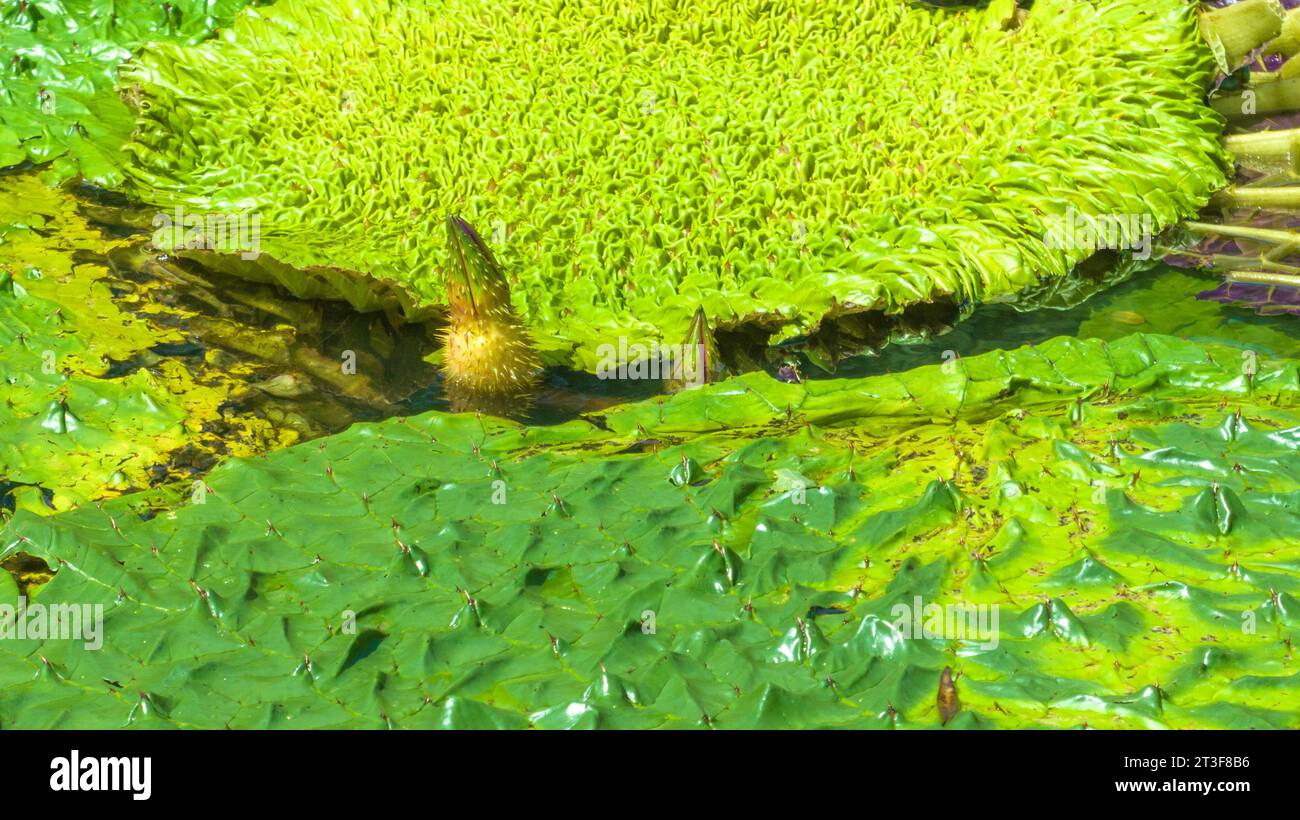 Gorgon euryale schwimmt auf dem Teich Stockfoto