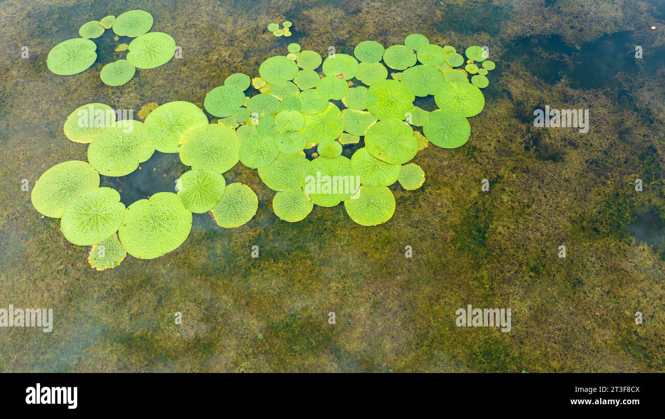 Gorgon euryale schwimmt auf dem Teich Stockfoto