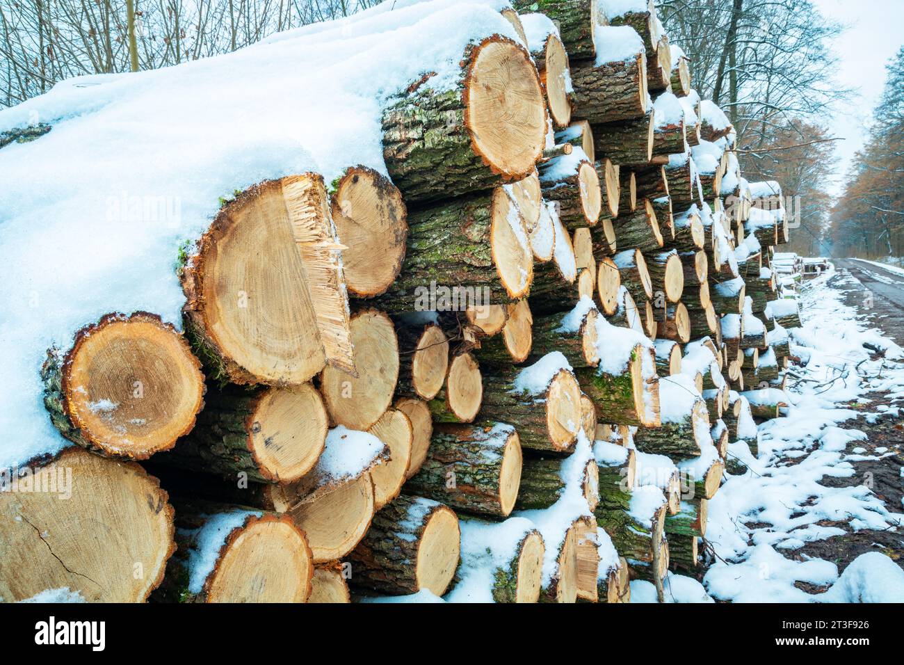 Schnee auf einem Holzhaufen im Wald, Novembertag Stockfoto