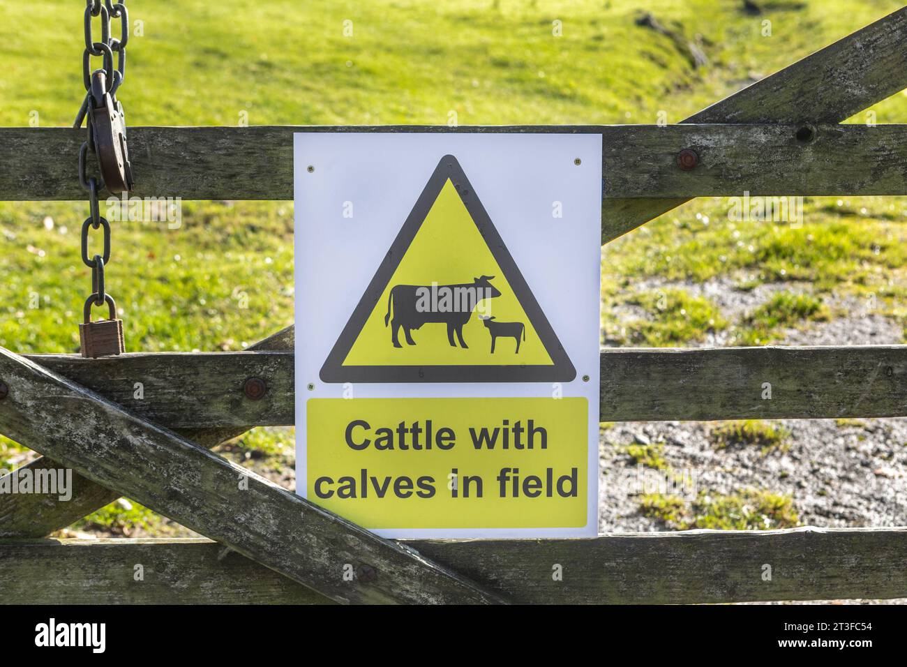 Ein Schild auf einem 5-Bar-Tor, das vor Rindern mit Kälbern auf dem Feld warnt Stockfoto