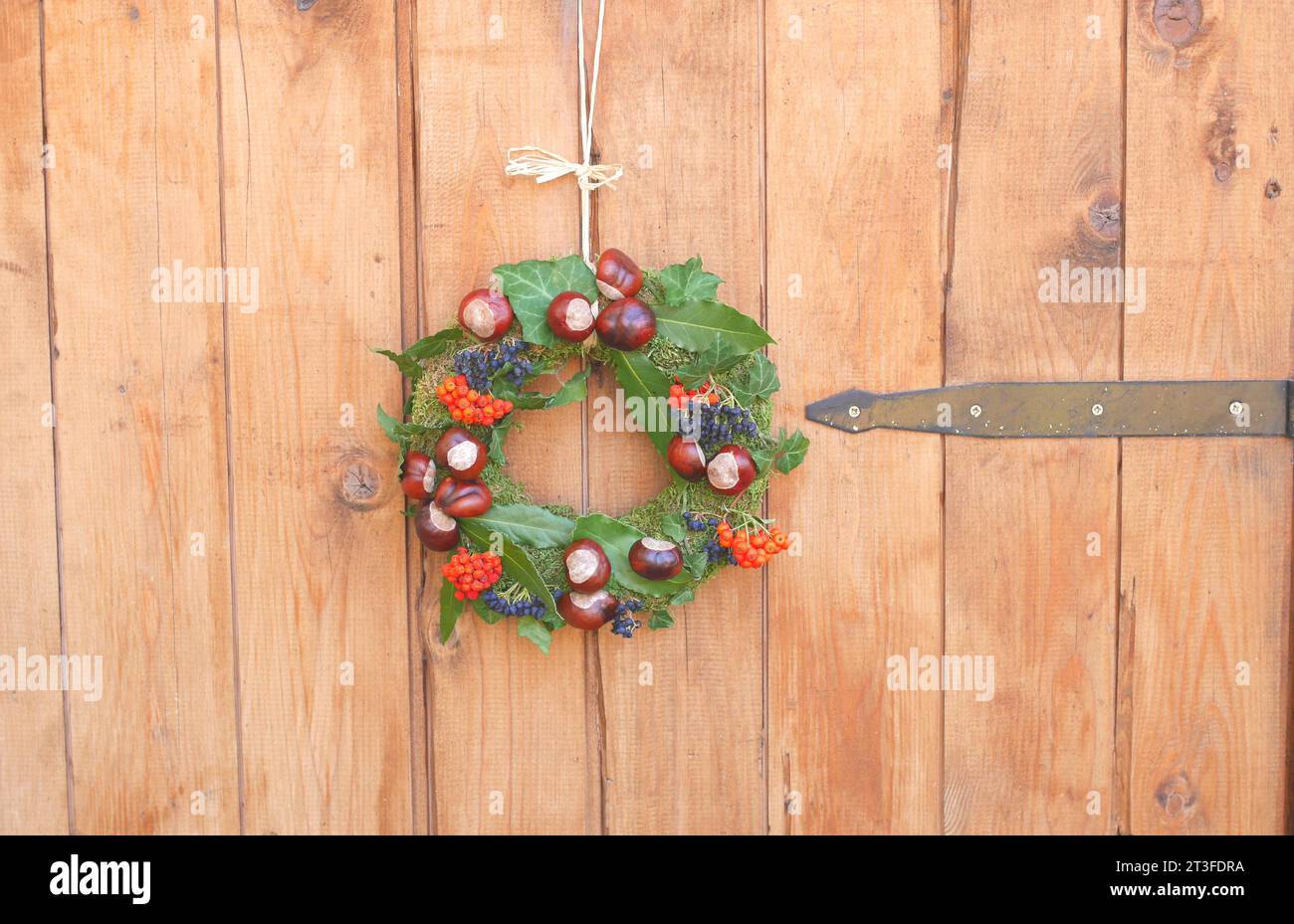 Herbstkranz mit Rosskastanien, Efeublättern und Beeren, hängt an einer Holztür Stockfoto