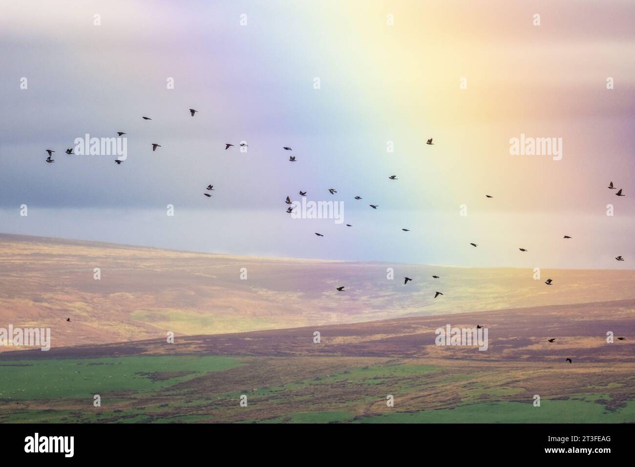 Tierwelt und Wetter in Großbritannien - 25. Oktober 2023 - eine Schar von Feldfarmen (Turdus pilaris), die vor kurzem auf der Migration angekommen sind, fliegen an einem Regenbogen mit Moorland vorbei. Ilkley, West Yorkshire England UK Credit: Rebecca Cole/Alamy Live News Stockfoto