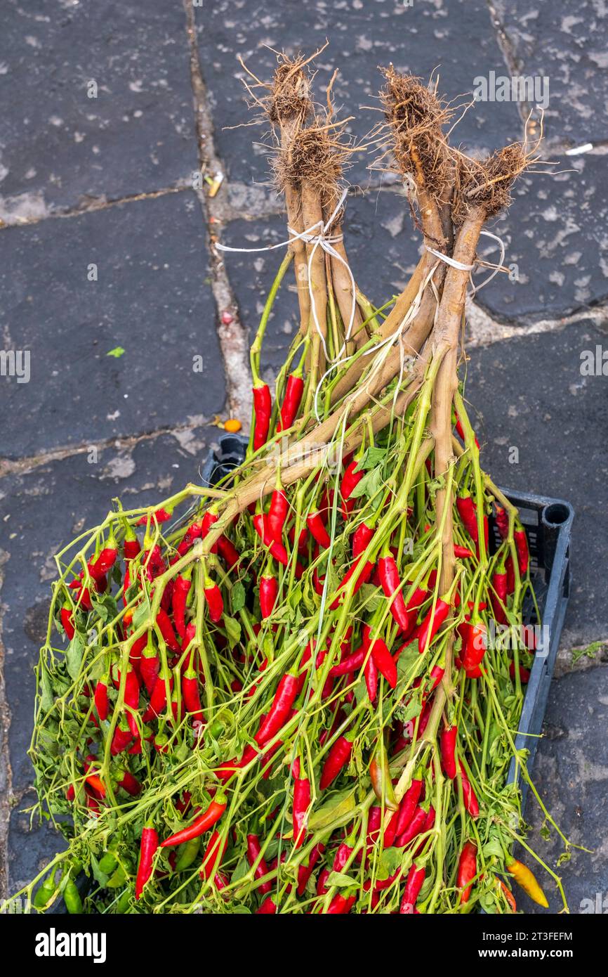 Italien, Kampanien, Neapel, historisches Zentrum, das von der UNESCO zum Weltkulturerbe erklärt wurde, mercato della Pignasecca, Obst und Gemüse, rote Chili Stockfoto