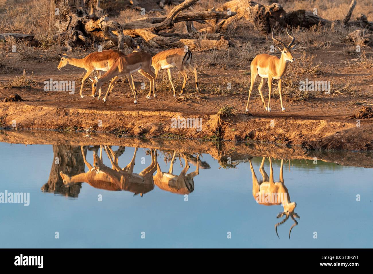 Kenia, Amboseli Nationalpark, Impala (Aepyceros melampus), trinken in einem Pfund bei Sonnenaufgang Stockfoto