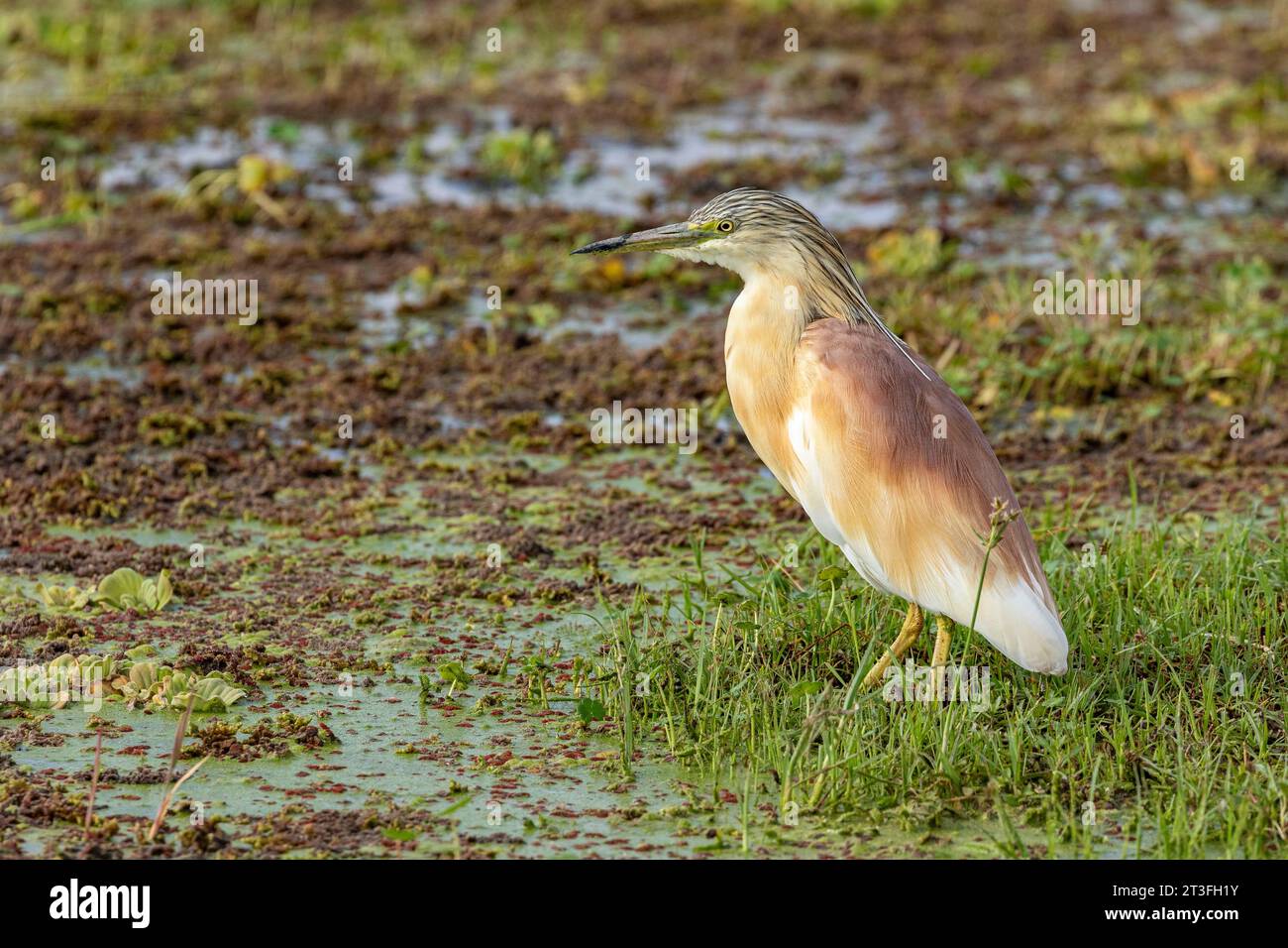 Kenia, Amboseli Nationalpark, Squacco Reiher (Ardeola ralloides), Angeln Stockfoto