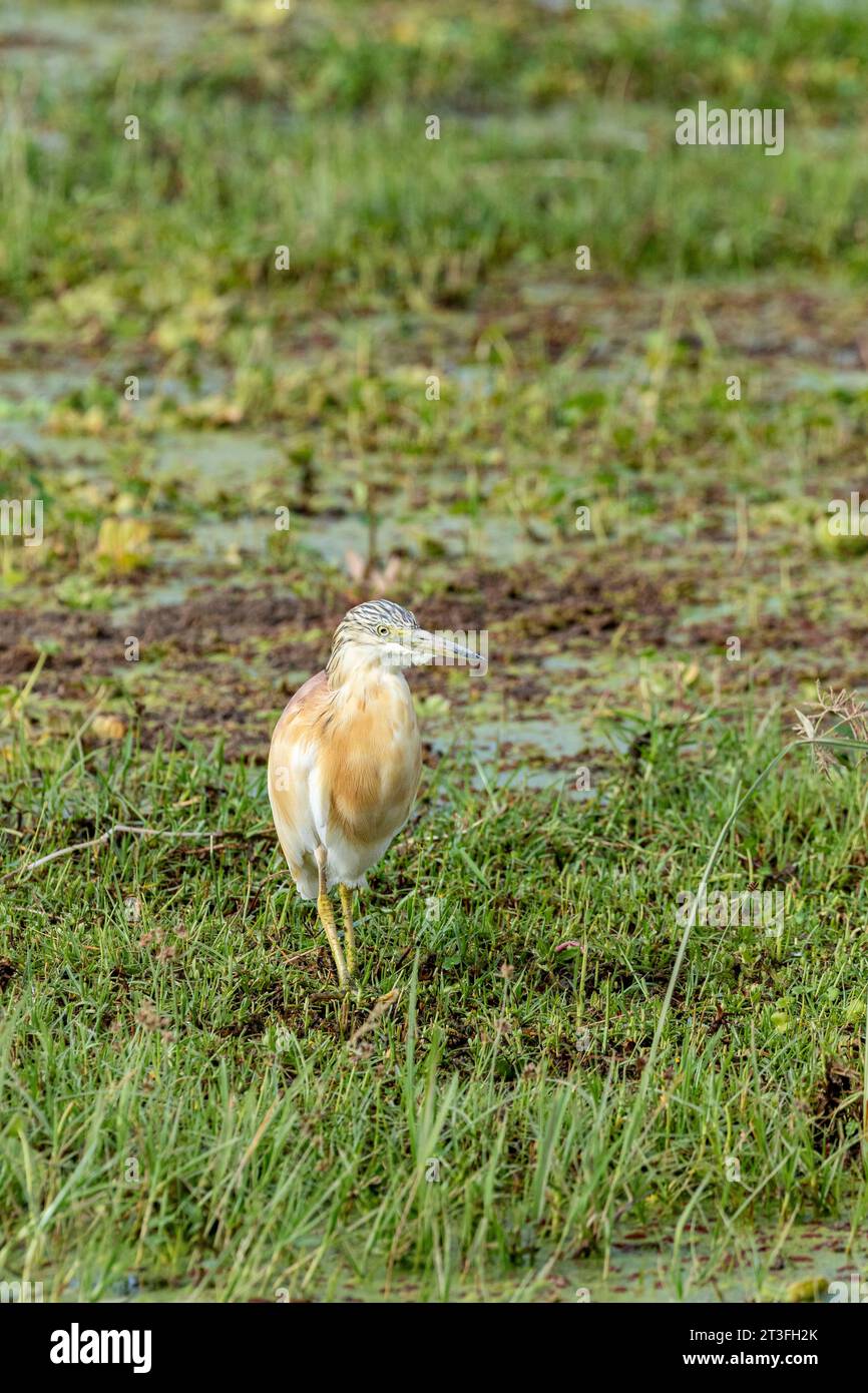 Kenia, Amboseli Nationalpark, Squacco Reiher (Ardeola ralloides), Angeln Stockfoto