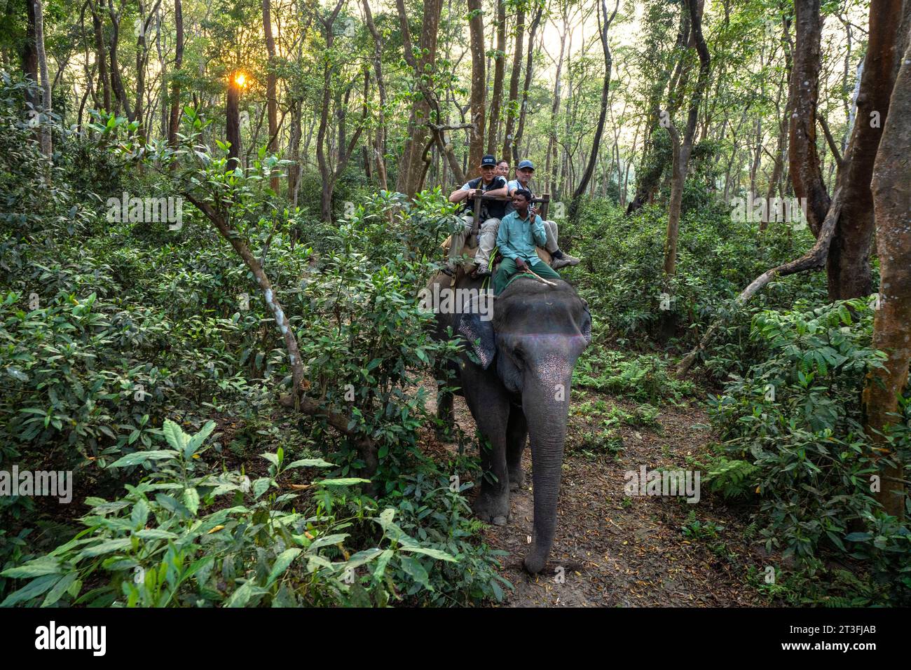 Nepal, Provinz Terai, Chitwan Nationalpark, Elefanten-Foto-Safari Stockfoto