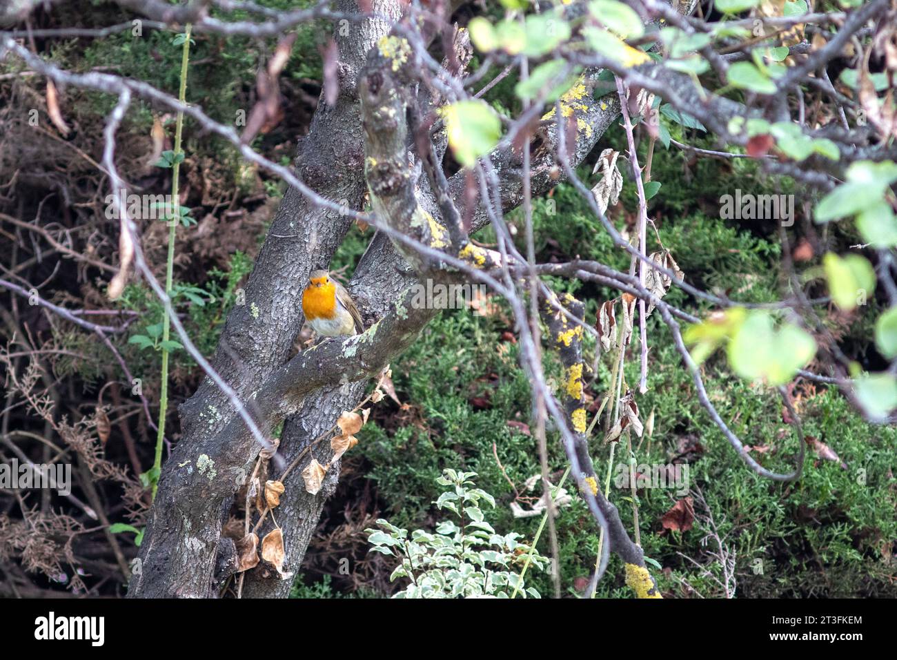 Robin stand auf einem Baumzweig in einer Gartenhecke. Stockfoto