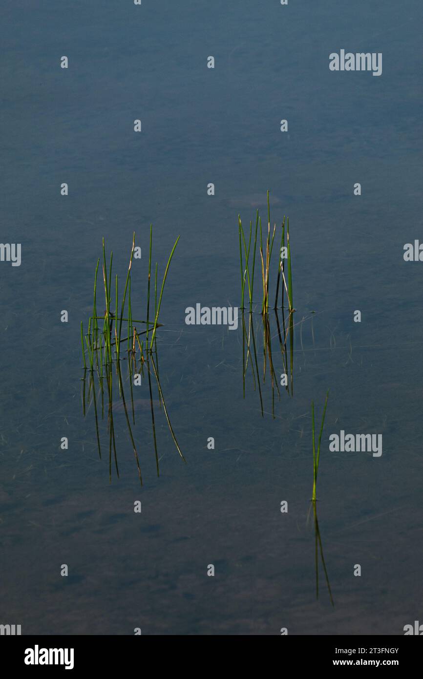Algen, die über der Wasseroberfläche eines Sees wachsen. Stockfoto
