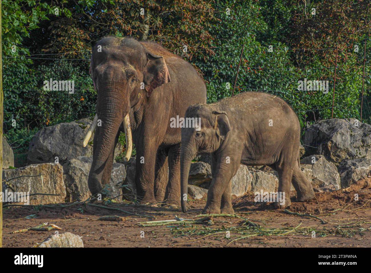 Elefant Chester Zoo Stockfoto